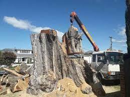 Expert-Tree-Service-Provider-in-Kaiapoi.jpg