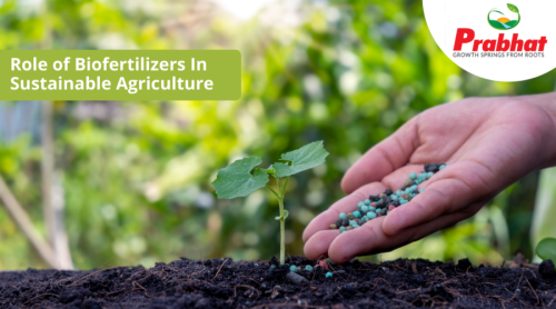 Role-of-Biofertilizers-In-Sustainable-Agriculture-900x500.png
