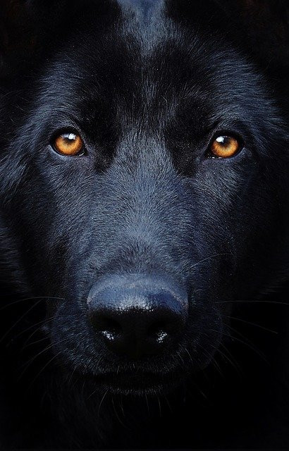 128e3fb94b9b02381e9ac9c3495690ec_black-german-shepherd-g0c69c771e_640-410-c-90.jpg