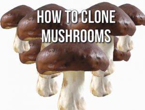 how-to-clone-mushrooms-300x227.jpg