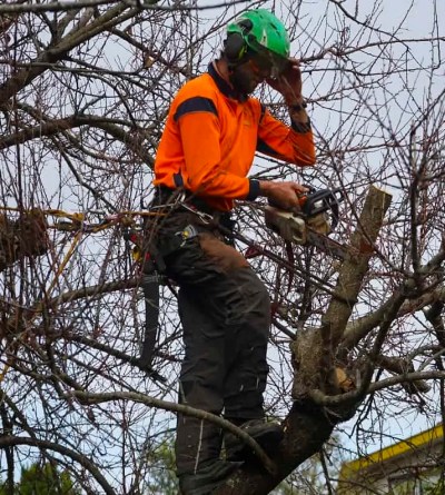 Expert-Stump-Grinding-Or-Removal-Provider-in-Rangiora.jpg