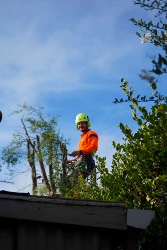 Experts-Of-Tree-Felling-In-Canterbury.jpg