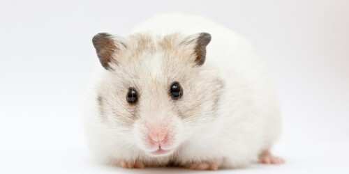 ¿Buscas comida hámster? jaulahamster.com es un lugar donde puedes comprar comida online a un precio asequible. Consulta para obtener más información.

https://jaulahamster.com/comida-para-hamster/