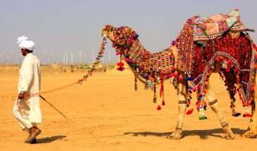 Camel-Safari-A-Pumping-Experience-365x215.jpg