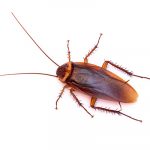 cockroach-150x150.jpg