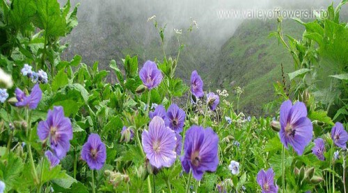 In pursuit of a trek tour in the valley of flowers? Valleyofflowers.info is the most dependable place for the complete guidance of trekking in the valley of flowers. We provide all the information about eye-catching seems like cascading waterfalls, small streams, and above all, the flowery meadows that help you while planning the trip. Look at our site for more details.

https://valleyofflowers.info/valley-of-flowers-tour-packages/