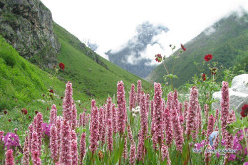 valley-of-flowers-in-July.jpg