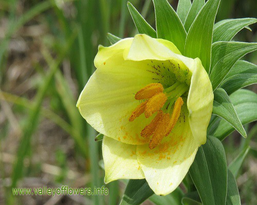 Valley-of-flowers-in-June.jpg