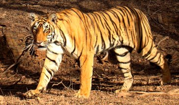 Tiger_in_Ranthambhore-365x215.jpg