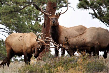 Rocky-Mountain-National-Park-Tour-from-Denver-2-min.jpg