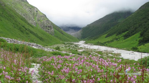 Valley-of-flowers-28.jpg