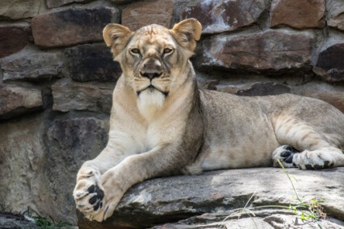 Denver-Zoo.jpg