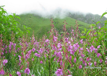 Valley-of-flowers-44.jpg