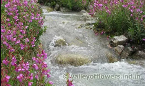 Want to know the greatest time to visit the valley of flowers? Valleyofflowers.info is the most popular website for finding the best time to visit and trek through the valley of flowers. Visit our website for more refined information.



https://valleyofflowers.info/best-time-to-visit-valley-of-flowers/