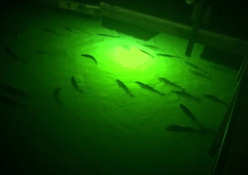 Want to buy the best underwater dock lights? Greenglowdocklight.com is a renowned platform that offers you the brightest underwater dock lights that glow at night to do fishing at night efficiently. Explore our site for more info.

https://www.greenglowdocklight.com/underwater-dock-light