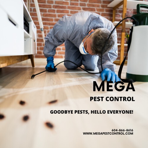 Mega Pest Control provides the leading pest control service in Abbotsford, Langley, Surrey, Canada. Contact us for residential, commercial, and industrial services now!


https://megapestcontrol.com/
