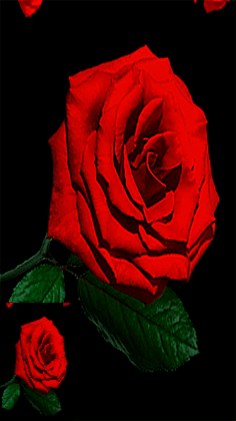 IMG_5776.gif