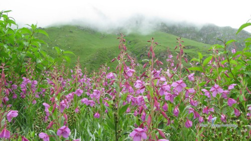 Want to visit valley of flowers in India. Valleyofflowers.info is the must-see website to get complete knowledge about the beauty of the Himalayan regions. We provide all the relevant information about the valley of flowers, such as when to visit, accommodation, route map, adventure places for trekking, and many more. Keep in touch with us for further details.

https://valleyofflowers.info/