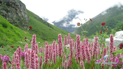 Looking for the valley of flowers tour packages? Valleyofflowers.info is a wonderful platform that organizes tours to the valley of flowers with the best possible service for the trip. We also provide you with a complete trip solution. Please find out more today; visit our site.

https://valleyofflowers.info/valley-of-flowers-tour-packages/