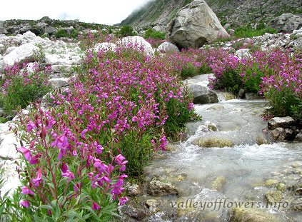 Number-of-days-required-to-see-valley-of-flowers-1.jpg