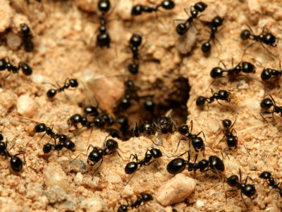 Ants-400x300.jpg