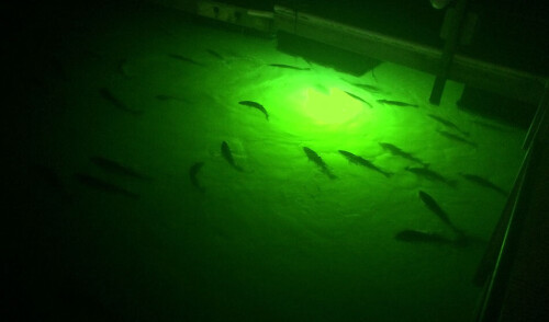 Looking for underwater fishing lights? Greenglowdocklight.com is an excellent platform that offers you high-quality underwater lights that attract fishes at nights and gather around that can help to pull them easily. Do visit our site for more info.

https://www.greenglowdocklight.com/underwater-fish-light