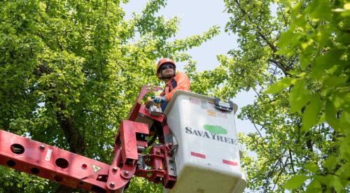 Looking for someone to Hedge Trimming in Rangiora or Tree Pruning in Rangiora then you can hire the experts from proarbcanterbury.kiwi. They are also providing services of Tree Topping and Tree Trimming service in Rangiora. Visit their website for more information

https://proarbcanterbury.kiwi/pruning-topping-hedges-rangiora/