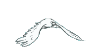 kus-hareketli-resim-0025.gif