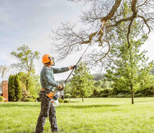 Best-Arborists-in-Rangiora-Providing-Best-Services.png