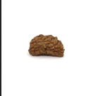 ek-mukhi-rudraksha.png