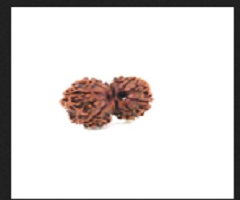 Gauri-shankar-rudraksha.png
