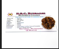 do-mukhi-rudraksha.png