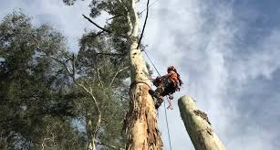 Best-Arborists-in-Rangiora-Providing-Best-Services.jpg