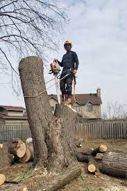 Expert-Tree-Service-Provider-in-Kaiapoi.jpg