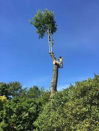 Expert-Tree-Service-Provider-in-Kaiapoi.jpg