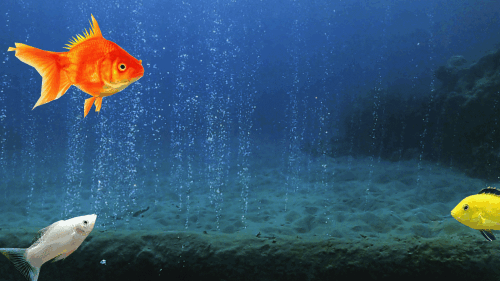 image-63209171c2613.gif