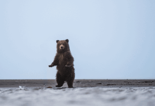 brown_bear_gif2.gif