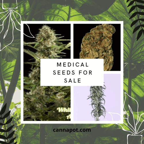 If you’re looking for real medical benefits with or without the psychoactive effect for which cannabis is known, the one-stop online shop Cannapot is your go-to brand. It has a wide range of top-quality medical seeds for sale for different kinds of weather, indoor or outdoor settings, different yields, and much more, so that you don't have to break the bank on a lavish grow room. With such high-quality seeds, you can grow your very own medicine at home for as little as little as €30. In addition to selling high-quality CBD and psychoactive medical seeds, the brand also provides tips and tricks in its dedicated blog page to fellow growers everywhere. To buy, visit https://www.cannapot.com/shop/cannabis-seeds/medical-seeds/