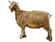 keci-hareketli-resim-0015.gif
