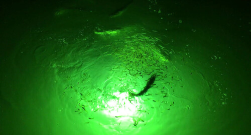 Looking for underwater fishing lights? Greenglowdocklight.com is an excellent platform that offers you high-quality underwater lights that attract fishes at nights and gather around that can help to pull them easily. Do visit our site for more info.

https://www.greenglowdocklight.com/underwater-fish-light