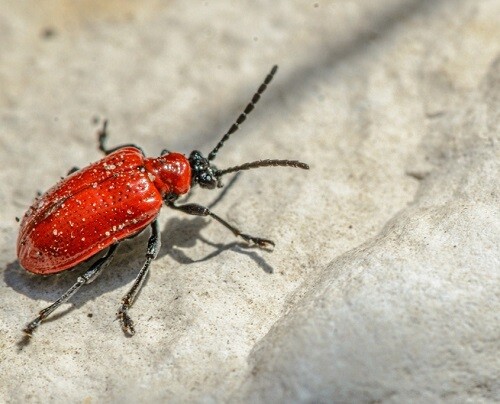 scarlet-lily-beetle-g37320ed77_1280-845x684.jpg