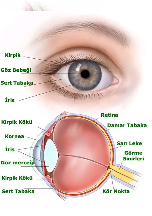 Adsiz118937fcfc53597b.png