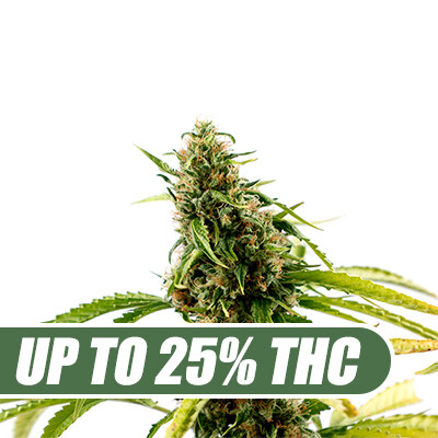 Green-Crack-Seeds.jpg