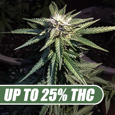 Watermelon-Og-Autoflower-Seeds.jpg