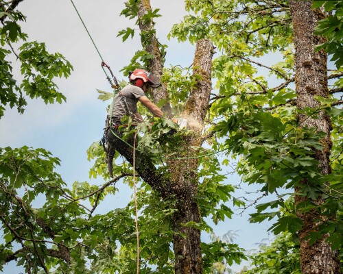 Give your trees a good look with the Tree Pruning in Christchurch or Tree Trimming in Christchurch. You will get the service from the experienced Arborists professionals. Visit their website proarbcantebury.kiwi for more information.

https://proarbcanterbury.kiwi/pruning-topping-hedges/