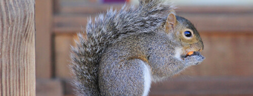 evict-squirrels-bkg-img1.jpg