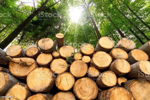Timber-Suppliers-Christchurch.jpg