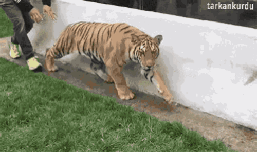 7826945.gif