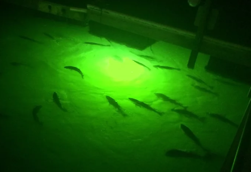 Want to buy the best underwater dock lights? Greenglowdocklight.com is a renowned platform that offers you the brightest underwater dock lights that glow at night to do fishing at night efficiently. Explore our site for more info.


https://www.greenglowdocklight.com/underwater-dock-light