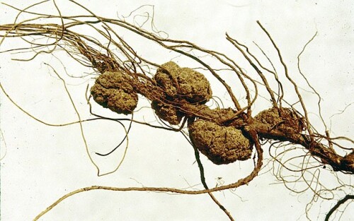 640px-Agrobacteriumgall.jpg